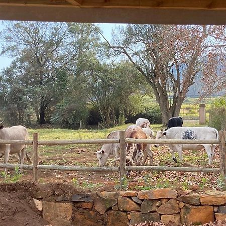 Yellowwoods Farm - Willoughbys Cottage And Old Stables Cottage Curryʼs Post المظهر الخارجي الصورة