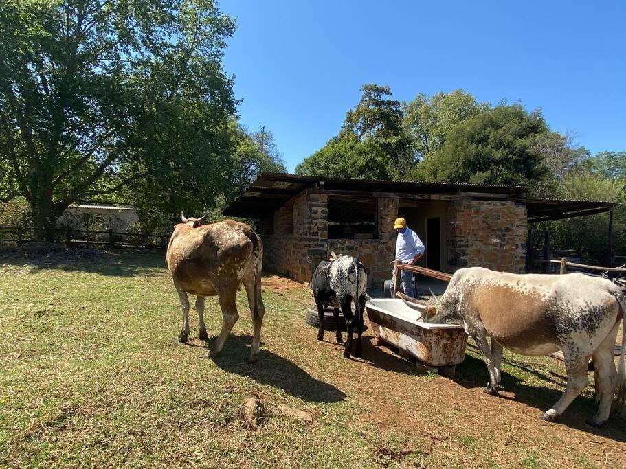 Yellowwoods Farm - Willoughbys Cottage And Old Stables Cottage Curryʼs Post المظهر الخارجي الصورة