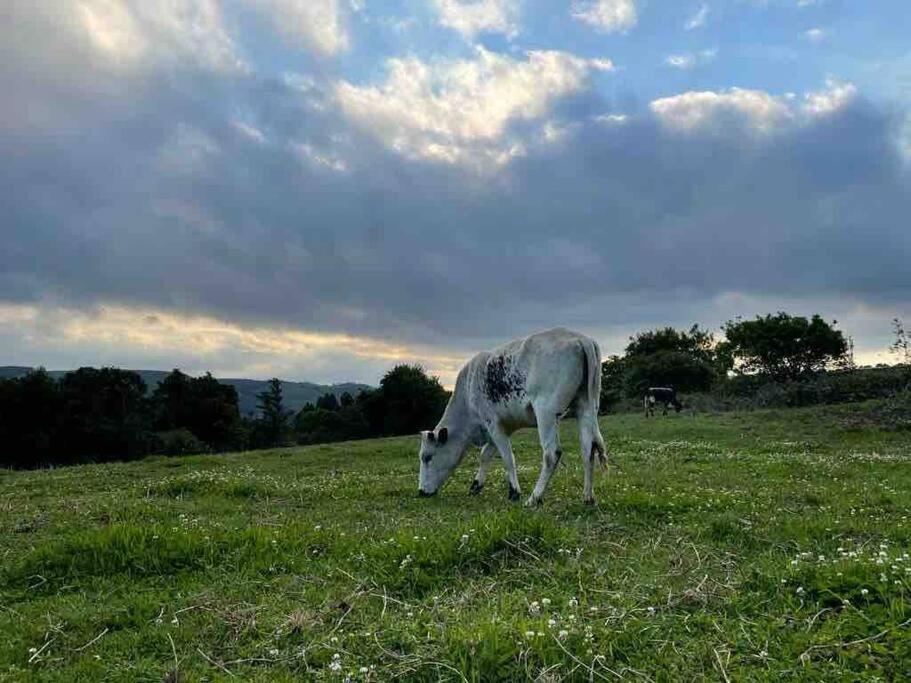 Yellowwoods Farm - Willoughbys Cottage And Old Stables Cottage Curryʼs Post المظهر الخارجي الصورة