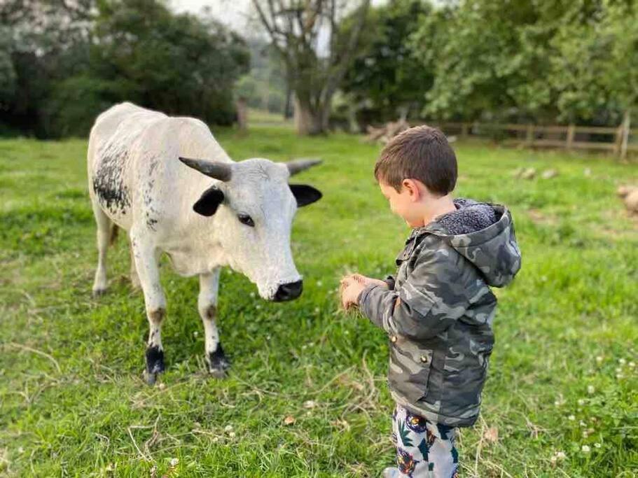 Yellowwoods Farm - Willoughbys Cottage And Old Stables Cottage Curryʼs Post المظهر الخارجي الصورة